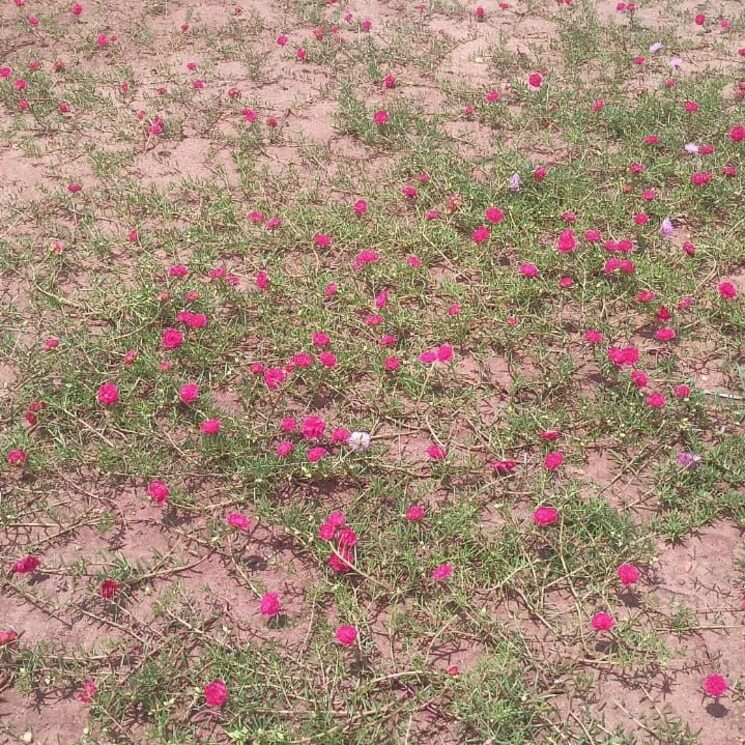 Garden, sri-bhumi-eeshaanya  166 Sq.Yd. Plot In Kankipadu Vijayawada 8039054