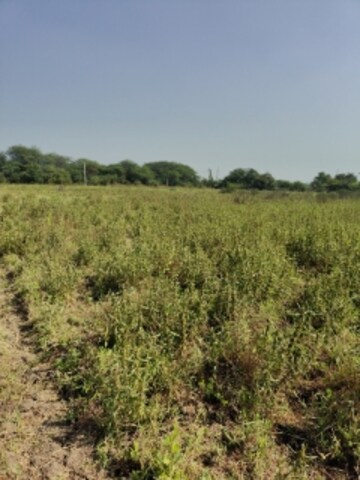 Commercial Land 3 Acre For Resale in Palsana Surat  8041290