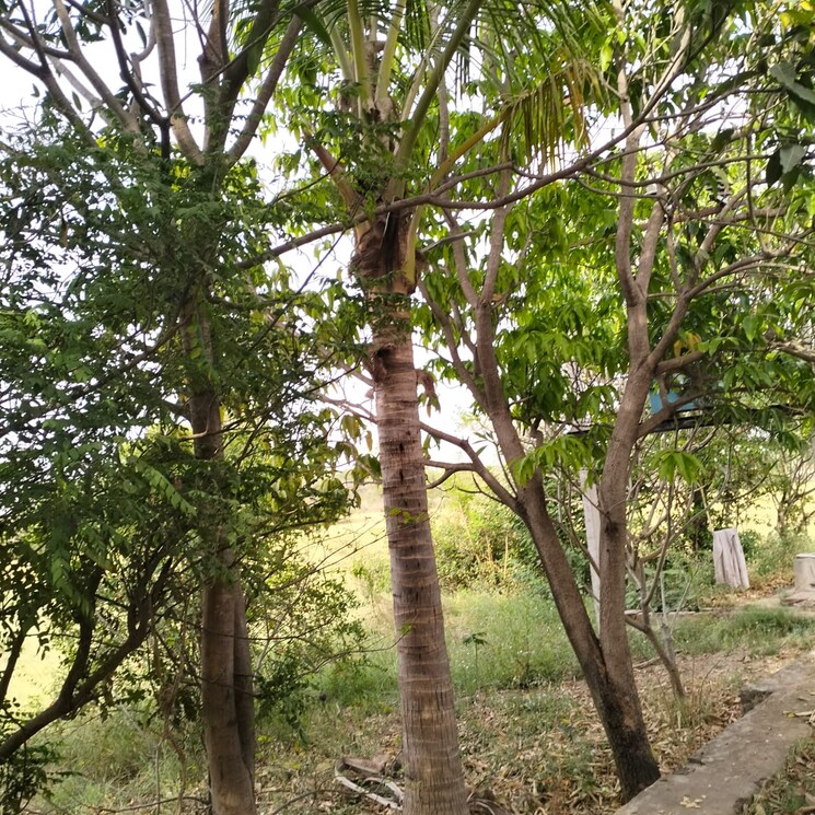 Garden, golden-valley-roza-jalalpur  150 Sq.Yd. Plot In Roza Jalalpur Greater Noida 8044016