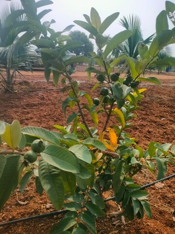  Plot – Garden View at Maheshwaram - for Sale