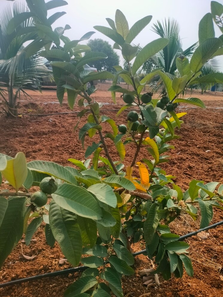 Garden, maheshwaram  242 Sq.Yd. Plot In Maheshwaram Hyderabad 8044474