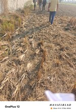 6000 Sq.Yd. Land in Raj Nagar Extension