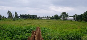 Commercial Land 5 Acre For Resale in Vidyaranyapura Bangalore  8046988