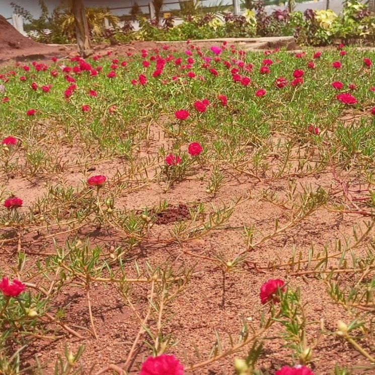 Map Location, sri-bhumi-eeshaanya  166 Sq.Yd. Plot In Kankipadu Vijayawada 8048258