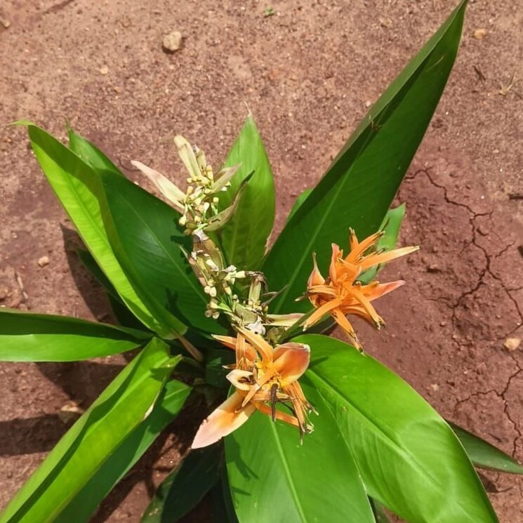 Garden, sri-bhumi-eeshaanya  184 Sq.Yd. Plot In Kankipadu Vijayawada 8048261