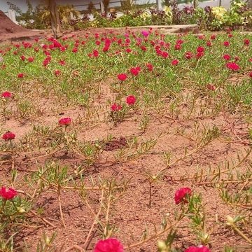  Plot – Map Location View at Sri Bhumi Eeshaanya, Kankipadu - for Sale