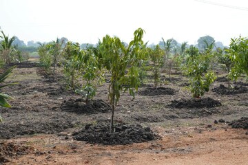 Plot Area in  Plot at Adrustar The Rising, Maheshwaram – for Sale