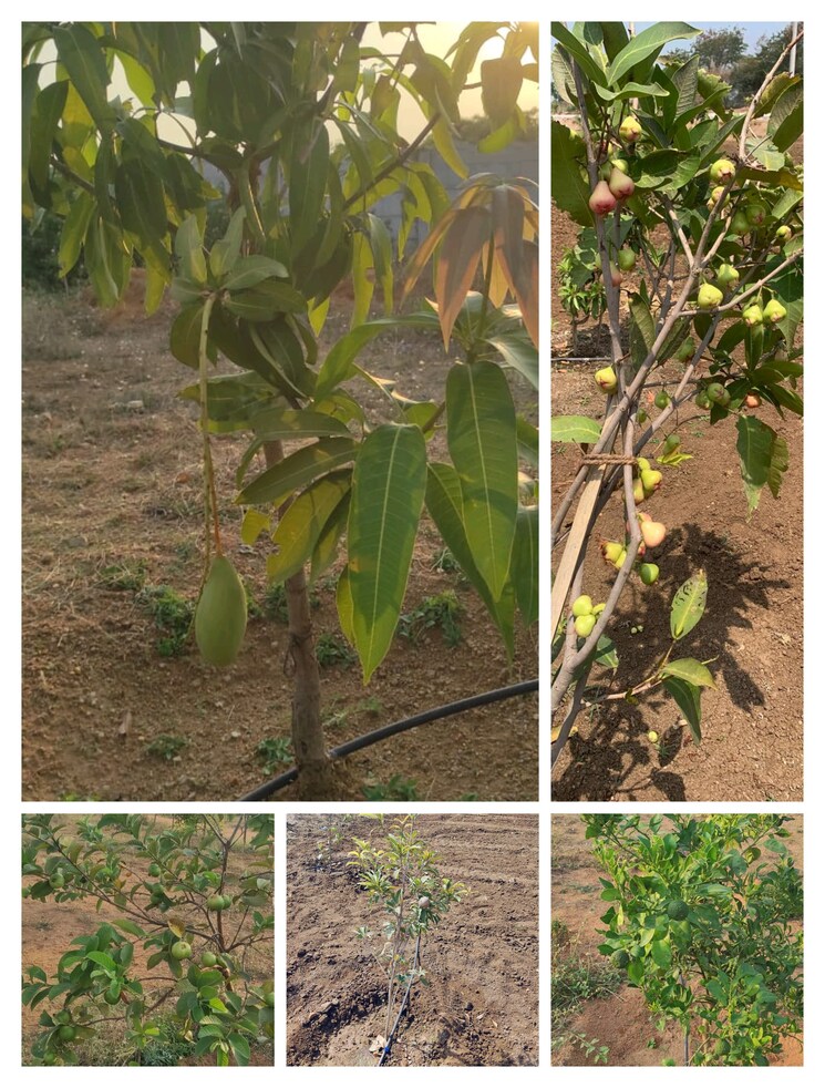 Garden, bhashyam-rainbow-county Commercial Land 200 Acre In Shadnagar Hyderabad 8053047