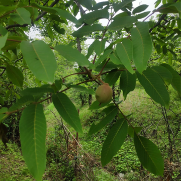  Plot – Garden View at Mukteshwar - for Sale