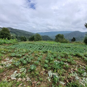 Plot Area in  Plot at Mukteshwar – for Sale