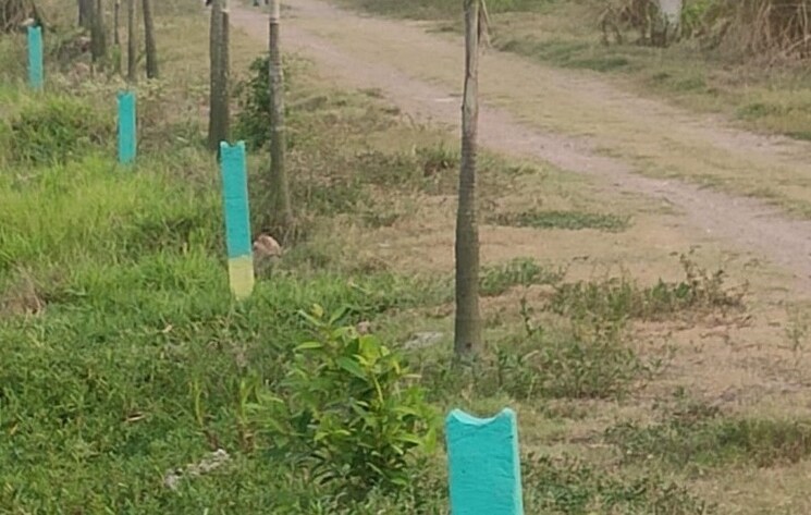 Garden, joka  1440 Sq.Ft. Plot In Joka Kolkata 8053872