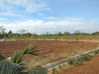 Plot For Resale in Savaravilli Vizianagaram  8054454