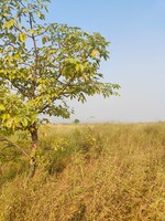 1089 Sq.Ft. Plot in Pali