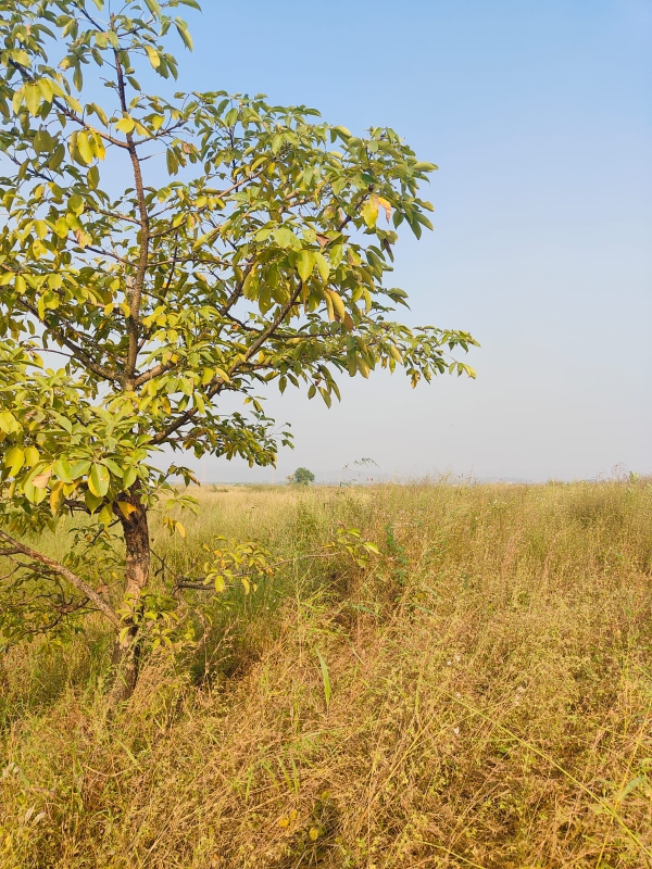 Plot For Sale in Pali