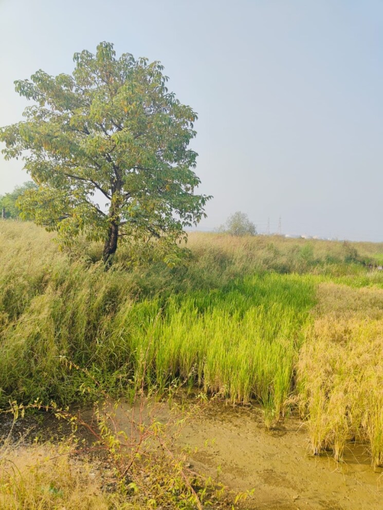 Exterior View, pali  1089 Sq.Ft. Plot In Pali Navi Mumbai 8054851