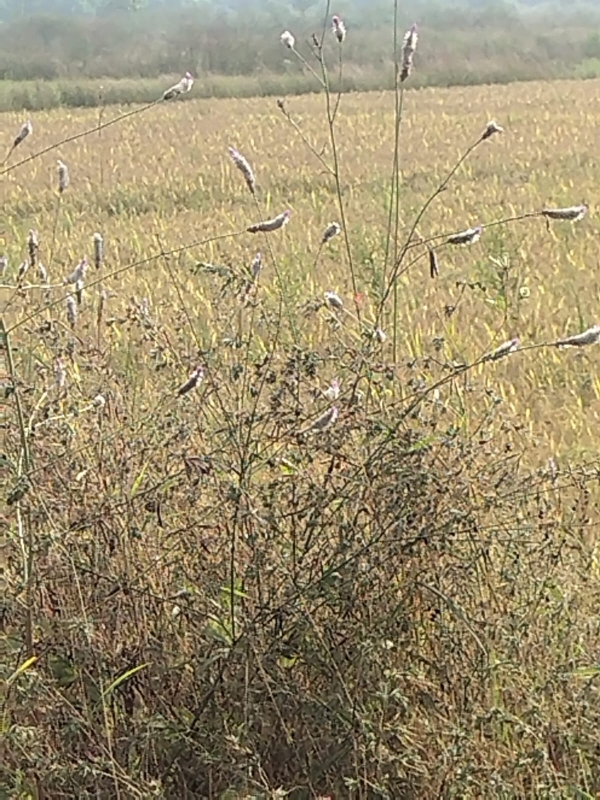 Plot For Sale in Vindhane