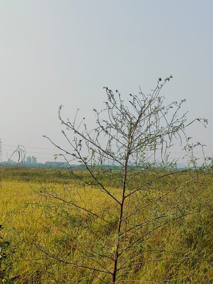 undefined, pali  1089 Sq.Ft. Plot In Pali Navi Mumbai 8054889