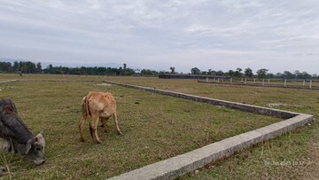 Plot Area in  Plot at Naxalbari – for Sale