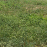 358 Sq.Yd. Plot in Sector 62