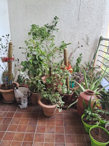 3 BHK Apartment – Garden View at Vikram Midori Towers, Pimple Nilakh - for Rent