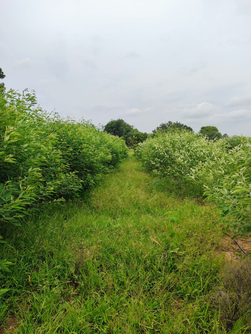 Plot For Sale in Ellora Aaditri Guntur