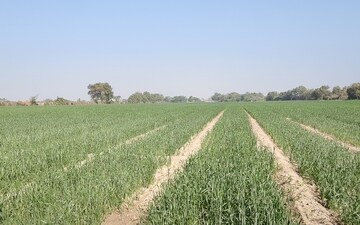 Land For Sale in Chandi Bazaar