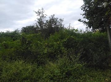 Plot For Resale in Ibrahimpatnam Hyderabad  8062531