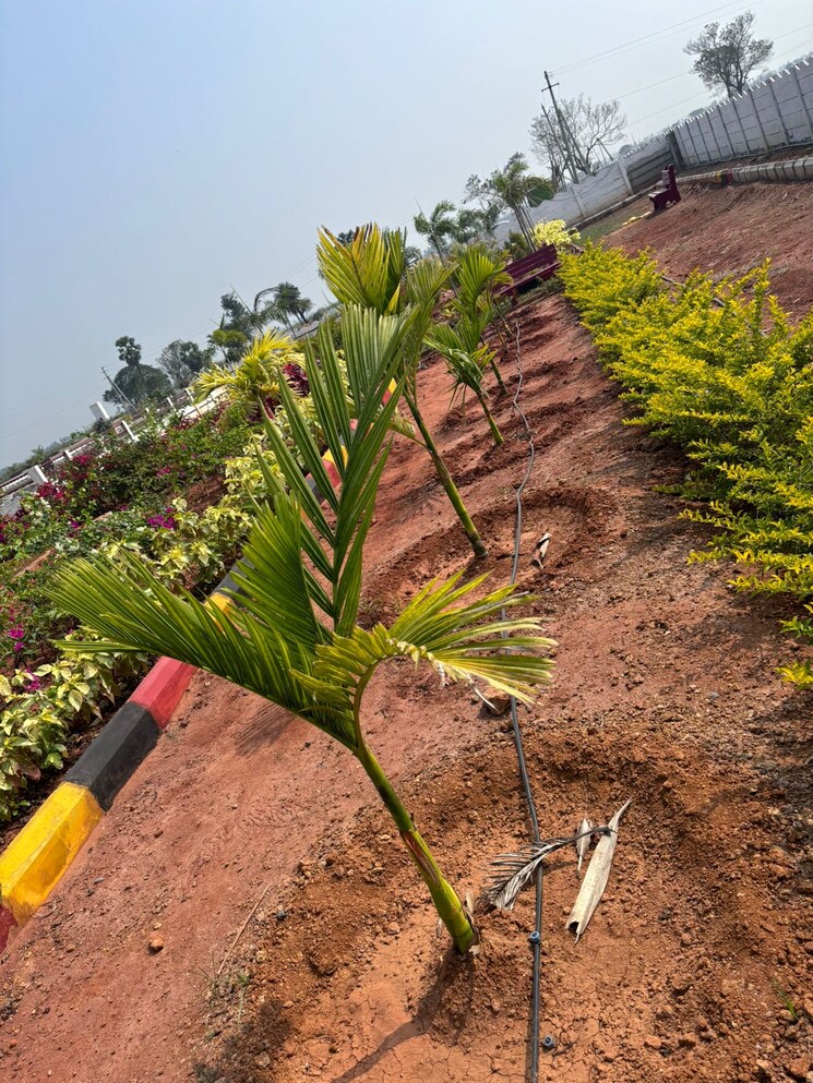 Garden, sri-bhumi-eeshaanya  184 Sq.Yd. Plot In Kankipadu Vijayawada 8063288