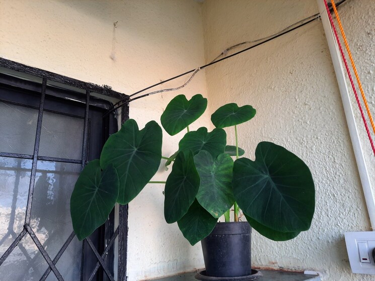 Master Bedroom, mittal-upper-crest 3 Bedroom 2000 Sq.Ft. Villa In Kondhwa Pune 8067269