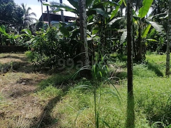 Plot For Resale in Olarikara Thrissur  8070511