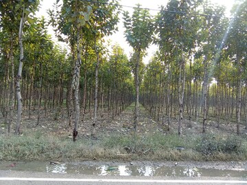 Plot Area in  Land at Kashipur Road – for Sale