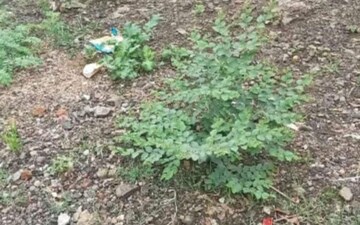 Plot For Sale in Manish Nagar