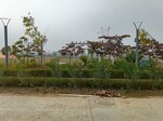 155 Sq.Yd. Plot in Amolik Aster Woods