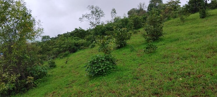 Garden, igatpuri  3 Acre Plot In Igatpuri Nashik 8079734