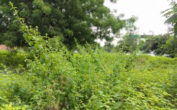 Plot For Sale in Peeranchuruvu
