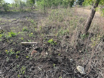 Plot Area in  Plot at Bhanur – for Sale