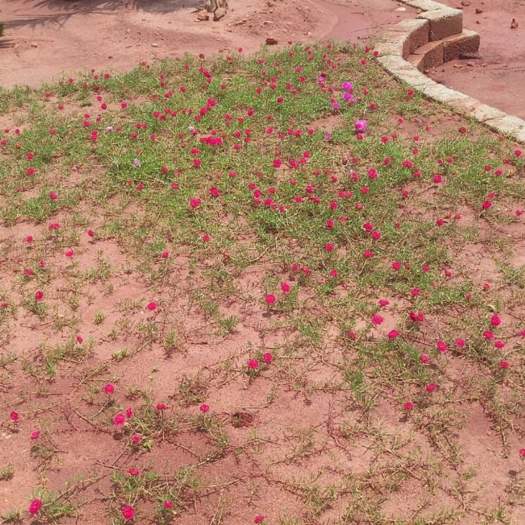 Garden, sri-bhumi-eeshaanya  250 Sq.Yd. Plot In Kankipadu Vijayawada 8093868