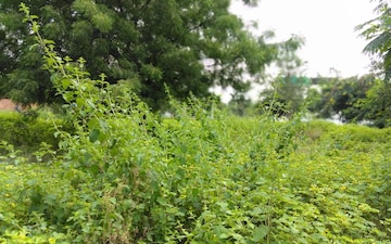 Plot For Sale in Tukkuguda