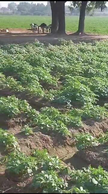  Land – Exterior View View at Sikandrabad - for Sale
