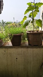 1 BHK + Pooja Room 495 Sq.Ft. Apartment in Lodha Casa Rio