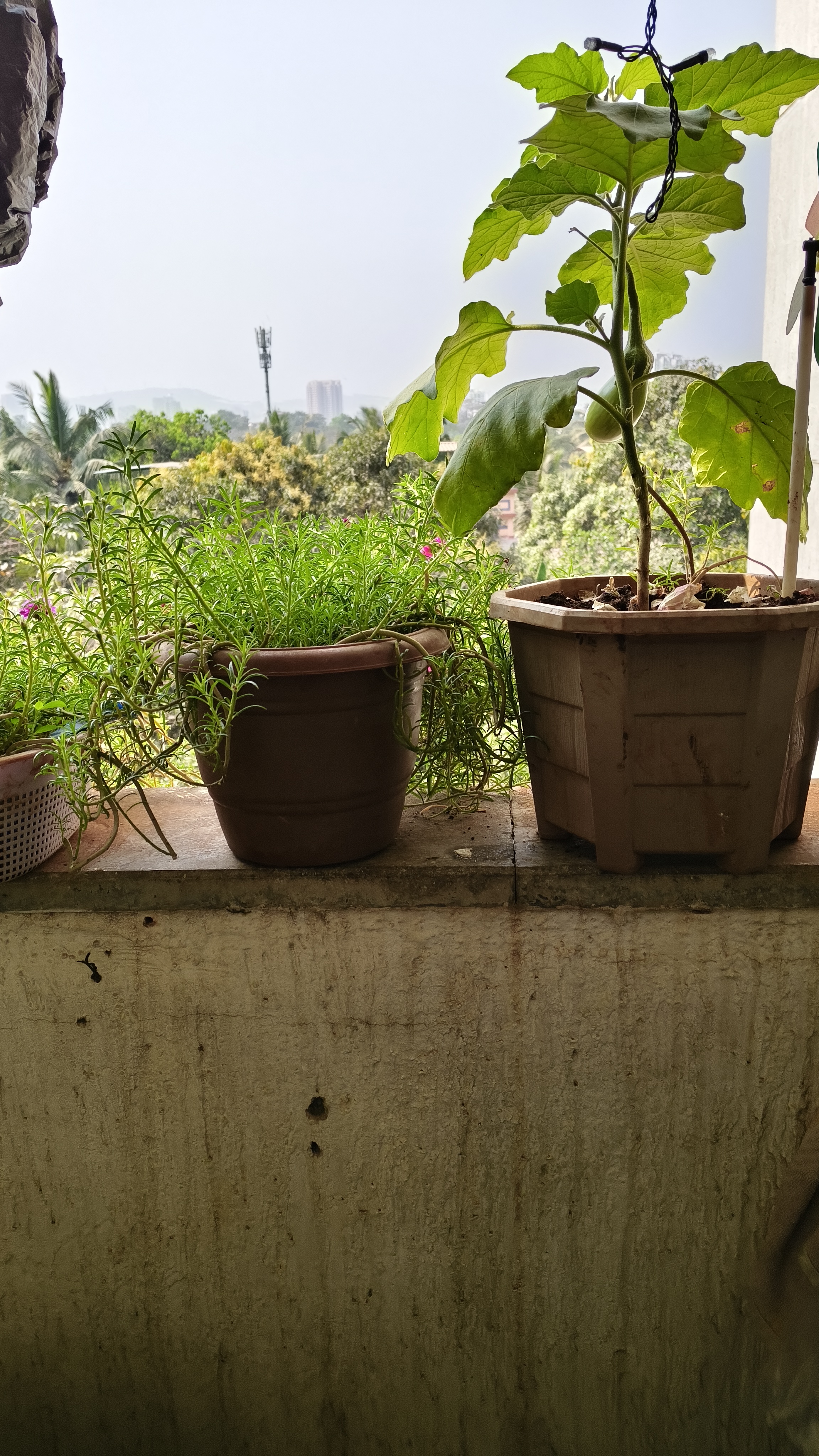 1 BHK + Pooja Room Apartment For Sale in Lodha Casa Rio