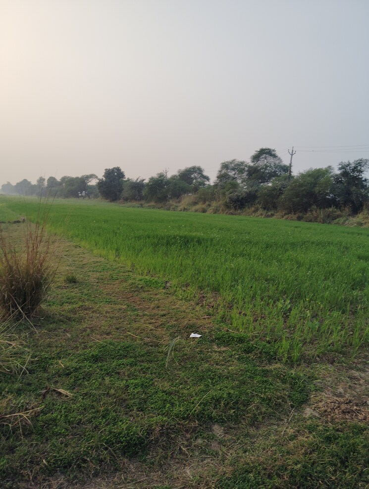 undefined, bakerganj Commercial Land 1361 Sq.Ft. In Bakerganj Patna 8103462