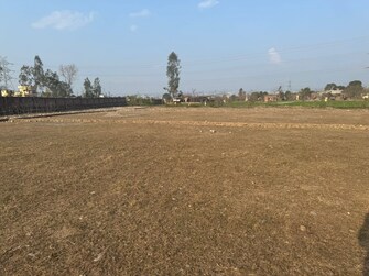 Plot For Resale in Adhoiwala Dehradun  8105249