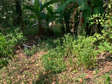  Plot – Garden View at Kariyam - for Sale