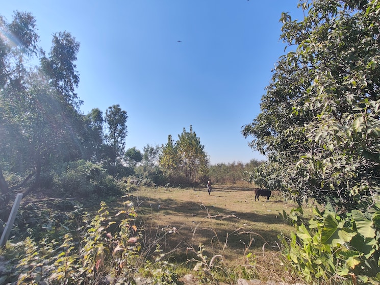 undefined, ramnagar  1000 Sq.Ft. Plot In Ramnagar Nainital 8113323