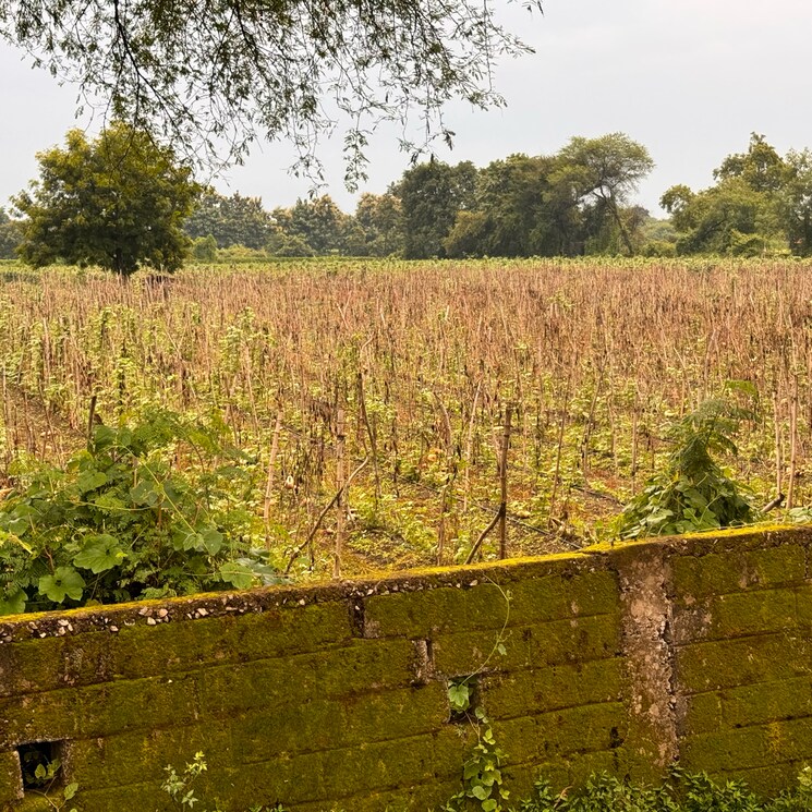 Garden, sejbahar  11000 Sq.Ft. Plot In Sejbahar Raipur 8117928