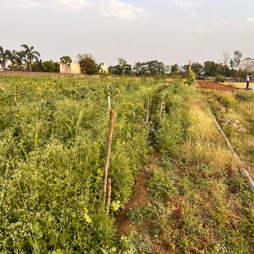 Plot Area in  Plot at Sejbahar – for Sale