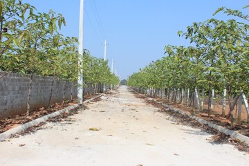 Plot Area in  Plot at Medchal – for Sale