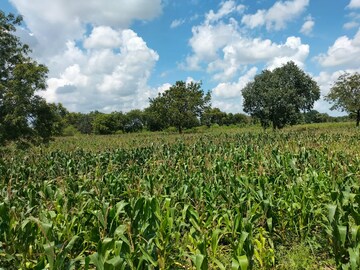 Plot Area in  Plot at Shankarpalli – for Sale
