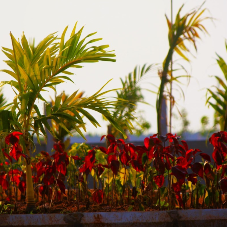 Garden, sri-bhumi-eeshaanya 2 Bedroom 166 Sq.Yd. Independent House In Gosala Vijayawada 8122546